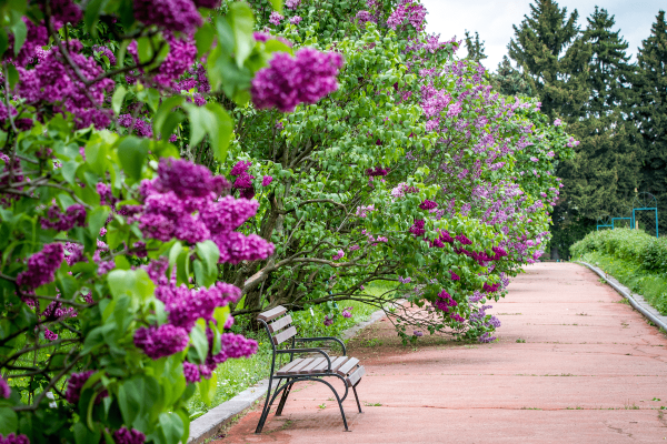 Сирень в саду