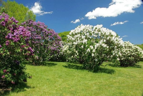 Сирень дерево