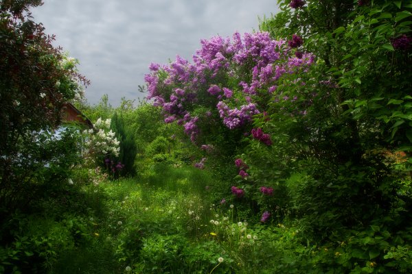 Сирень у дома