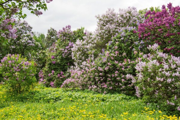 Сирень обыкновенная Мультиштамб