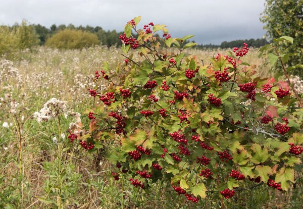 Калина красная куст