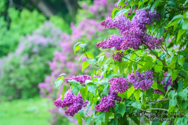 Сирень обыкновенная Лесная