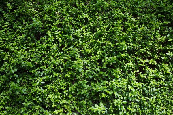 Живая изгородь текстура