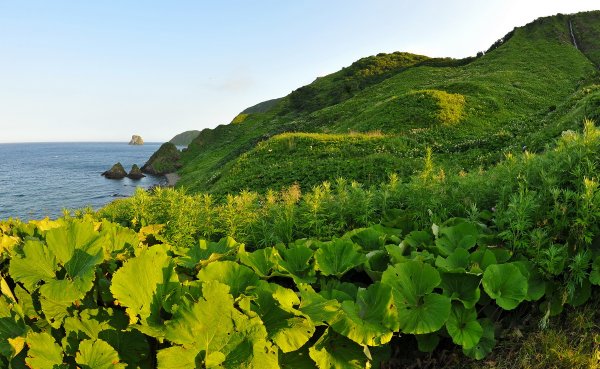 Флора острова Монерон