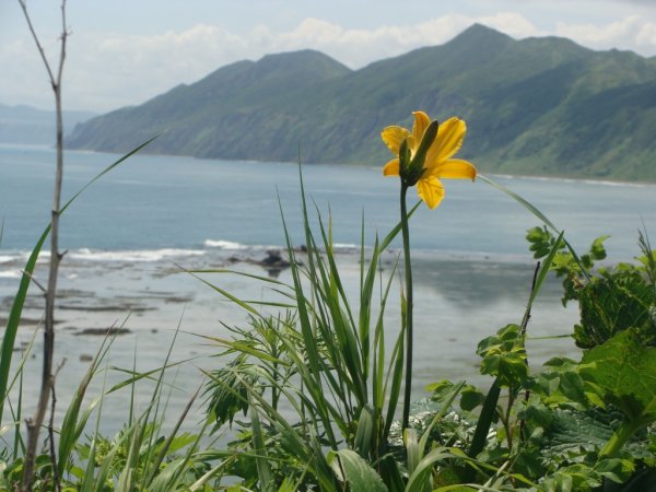 Растительность Сахалина летом