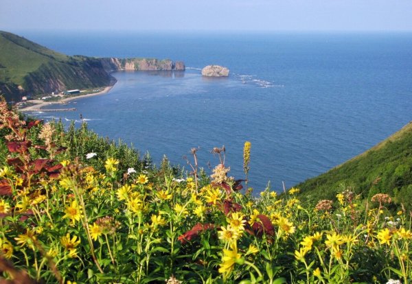 Остров Сахалин растительный мир