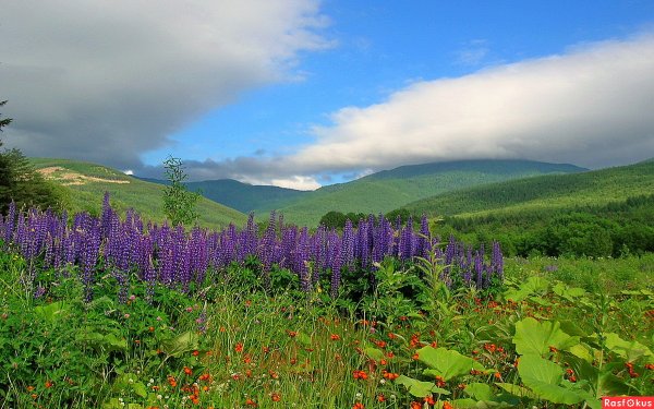 Бухта Тихая Сахалин
