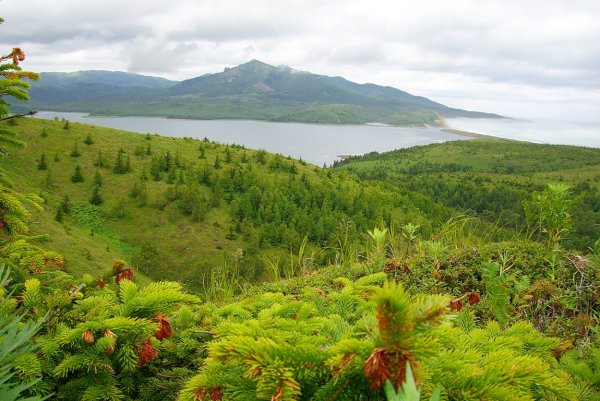 Остров Итуруп цветы