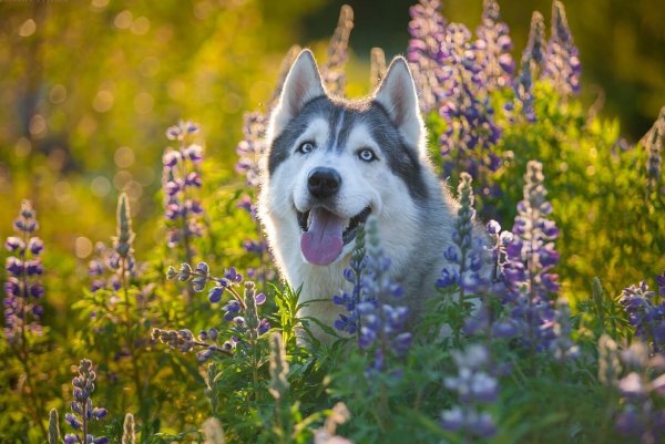 Карелия хаски летом
