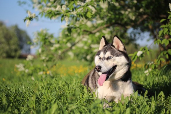 Сибирские хаски весной