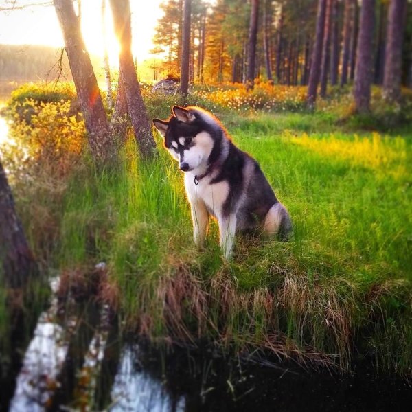 Сибирский хаски в лесу