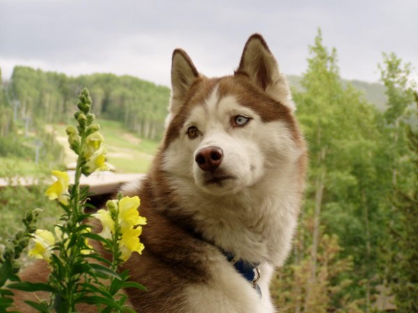 Собака хаски летом