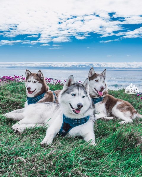 Собаки группы хаски