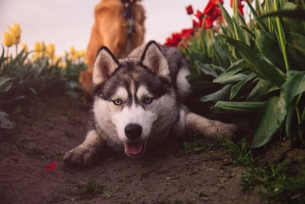 Сибирские хаски весной