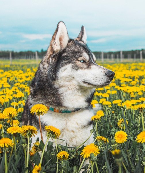 Хаски летом