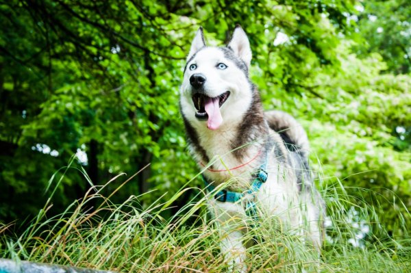 Сибирский хаски летом