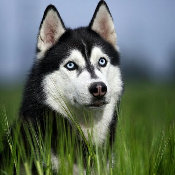 Хаски на природе