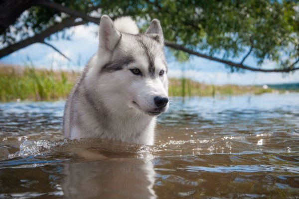 Хаски на прогулке