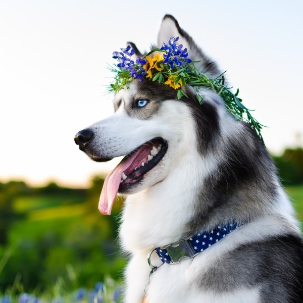 Хаски с венком