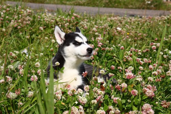 Сибирский хаски летом