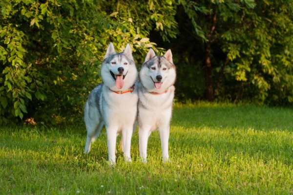 Хаски вожак стаи