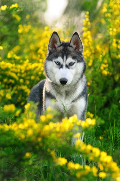 Хаски на природе