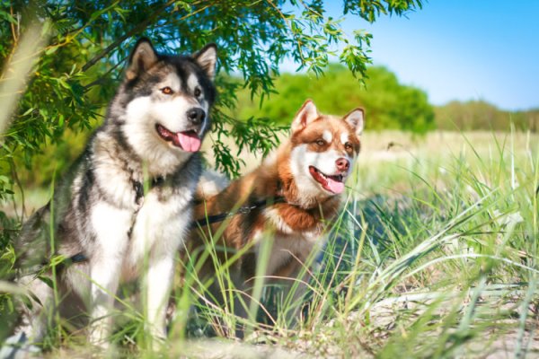 Хаски Карелии лето