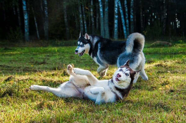 Питомник хаски Рускеала