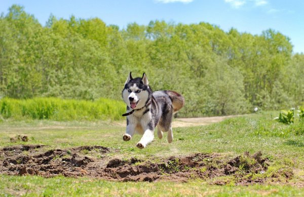 Карелия хаски летом