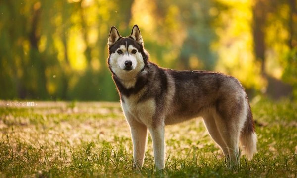 Красивые собаки хаски