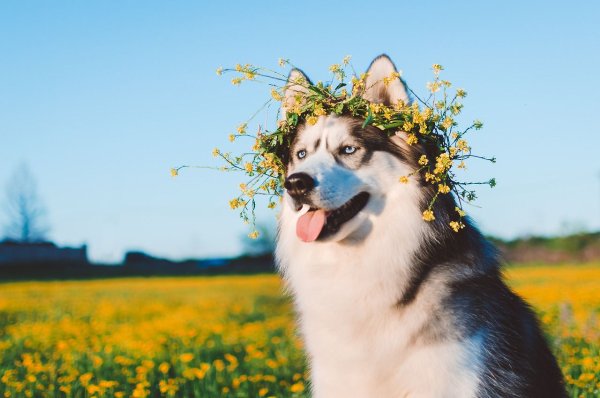 Хаски Эстетика