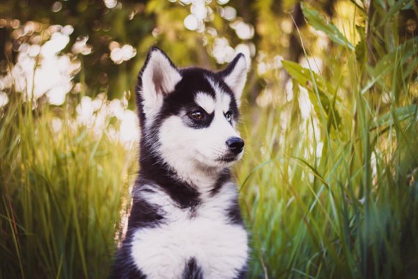 Сибирский хаски prodaja