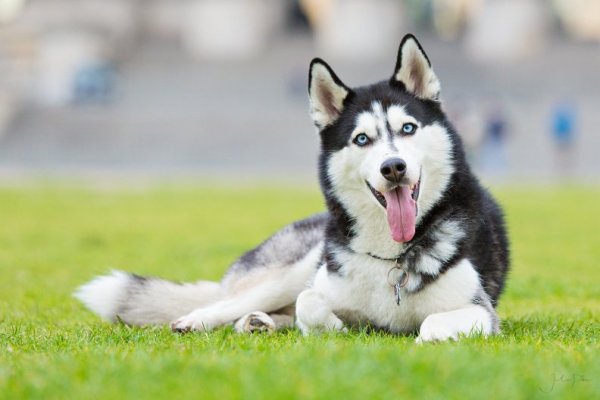 Хаски Энимал премиум