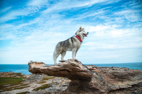 Полярная собака