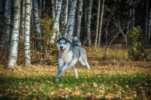 Хаски на прогулке