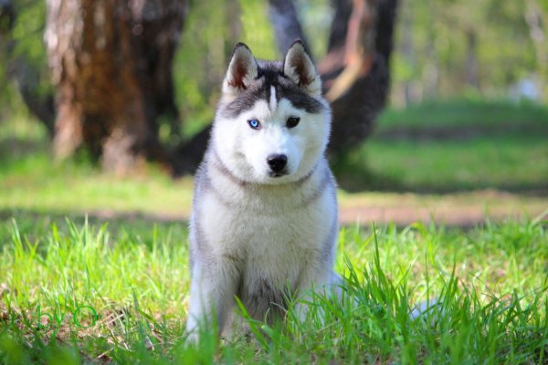Хаски щенок летом