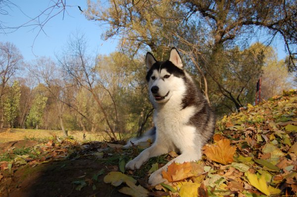 Сибирский хаски летом