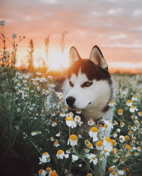 Хаски и цветы