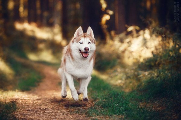 Лайка собака бежит