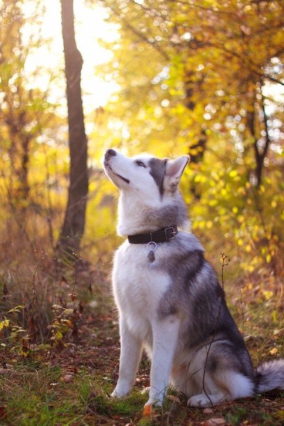 Сибирский хаски Сибирский хаски осенью