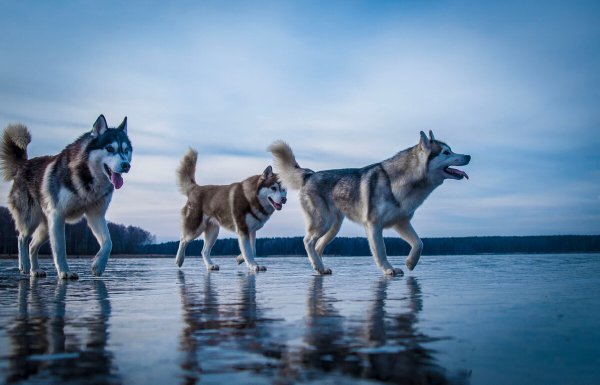 Сибирский хаски стая
