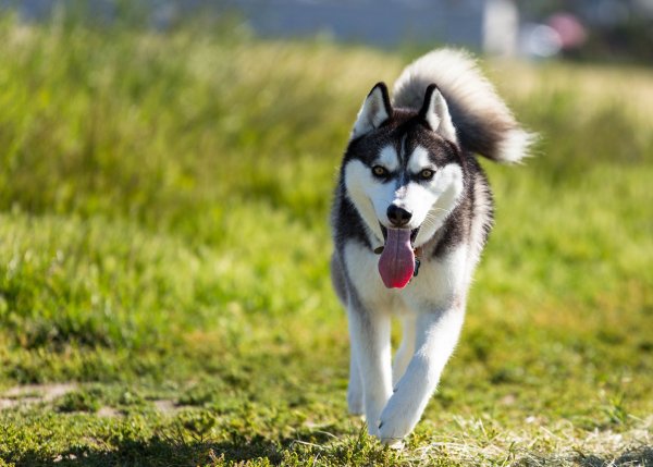 Собака хаски бежит