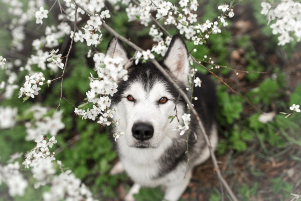 Весенние хаски