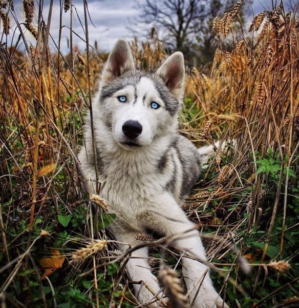 Маккензи Ривер хаски