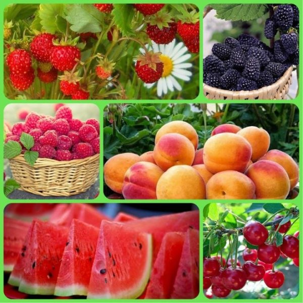 Сладкого вам лета