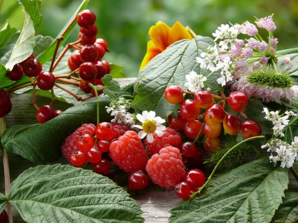 Макушка лета красивые