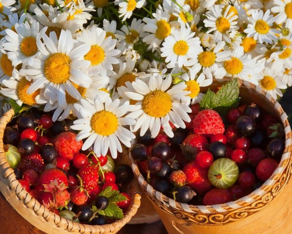 Ромашки для тебя