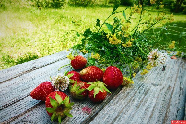 Июньские полевые цветы