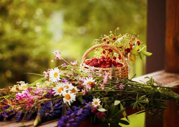 Девушка в Васильковом поле