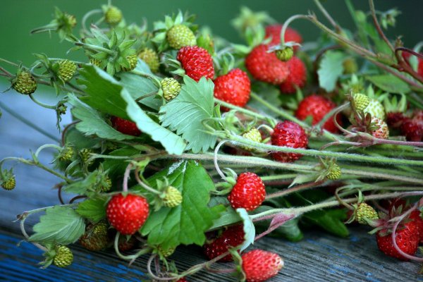 Пахнет лето земляникой спелой